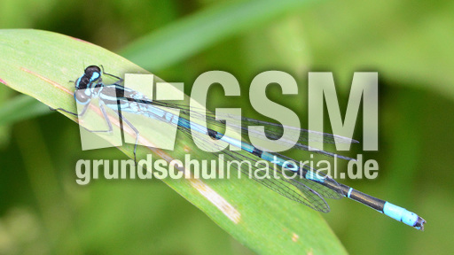 Hufeisen-Azurjungfer (1).jpg